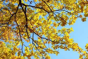 Beautiful colorful leaves in autumn forest. Red, orange, yellow, green and brown autumn leaves. Oak foliage. Seasonal background