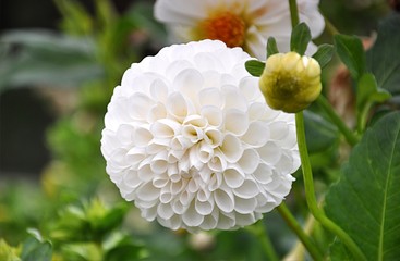 white flowers in garden