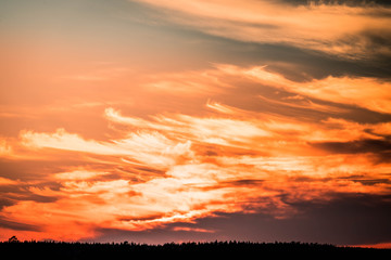bright red orange dramatic sunset with plumose clouds over foggy pine forest in scandinavia