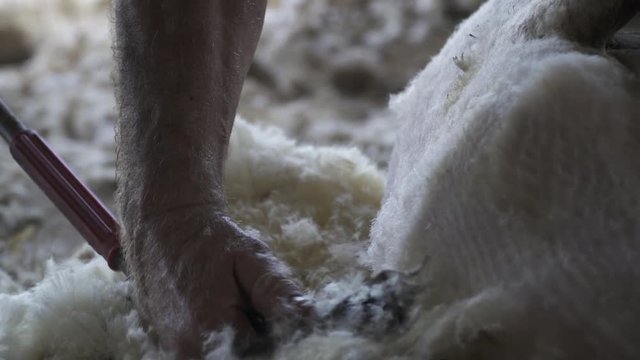 sheep shearing
