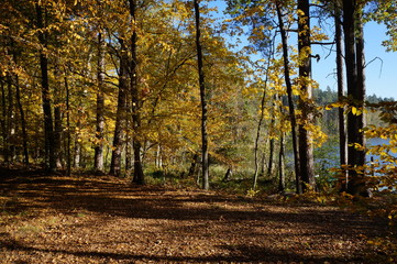 Jesień ,jesień w lesie ,las jesienią 
