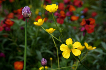 Obraz premium Blumenwiese