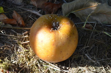 Alter fauler apfel