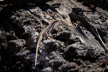 African Lizard