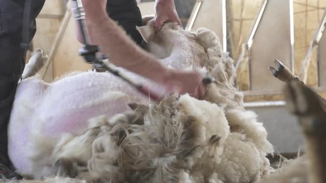 sheep shearing
