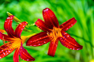 Lilie im Garten vom Heimatmuseum Zingstt © Norbert Baum
