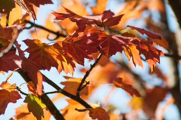 closeup of ray of light in autumnal maple leaves