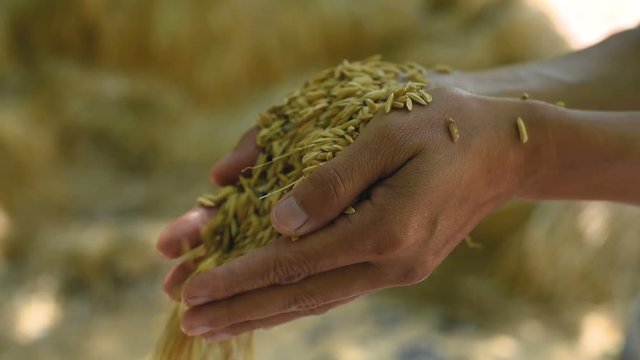Hand carries Paddy. Female with Handfull of Rice at the Field.