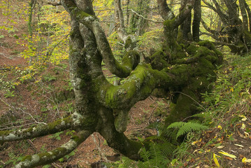 Autumn landscape, natural park Ubiñas la mesa, Asturias, Spain