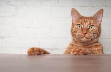 Cute ginger cat looking curious over the table to the camera.