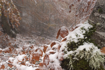 Beech leaves and trunk in snow, colors, autumn