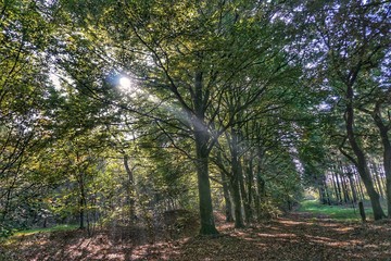 Sonnenstrahlen im Wald 