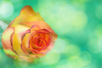 Fototapeta na wymiar Creative fresh beautiful rose lying on bokeh paper background with copy space for text. Front view, close up.