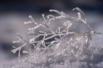 Formations of ice on a small branch in the snow, frost