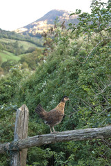 Hen climb to a trunk