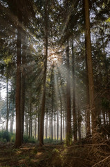 Sonnenstrahlen im Nebel