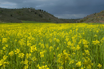 Landscape of yellow flowers, blue sky and clouds