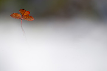 Fototapeta na wymiar Leaf among the fog, autumn colors