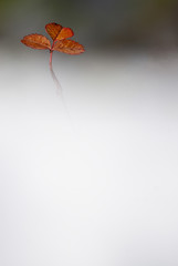Leaf among the fog, autumn colors