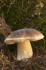 Mushroom, boletus edulis, in pine forest