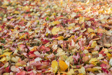 fallen multicolored autumn leaves