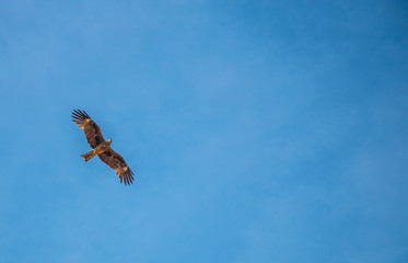 Eagle flying in the blue sky