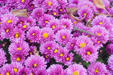 violet aster flowers