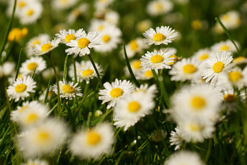 Fototapeta premium Gänseblümchen