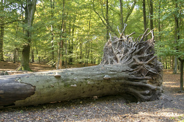 old tree in the forest