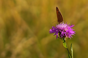 Schmetterling