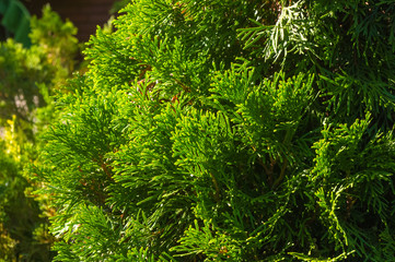 Incense cedar tree Calocedrus decurrens branch close up.