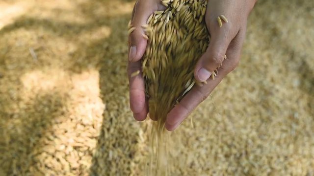 Hand carries Paddy. Female with Handfull of Rice at the Field.