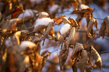 Schneebedeckte Blätter