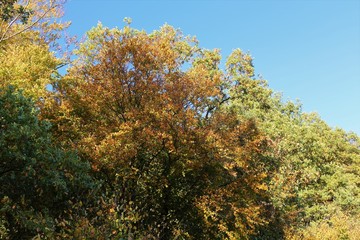 Naklejka premium An image of a tree