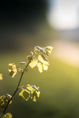 Closeup nature view of green leaf on blurred greenery background in garden