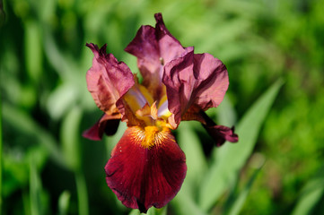 red flower in the garden