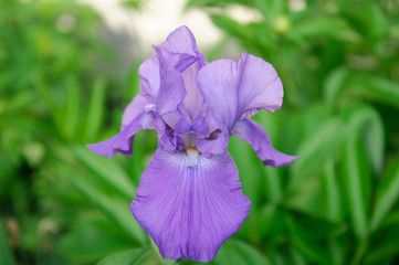 purple flower in the garden