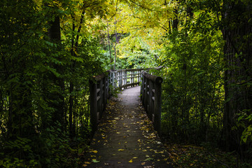 Bridge in the forest