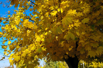 yellow autumn leaves