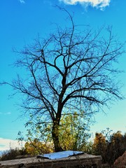 tree in autumn