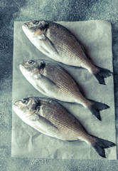 Sea bream (dorada) fish