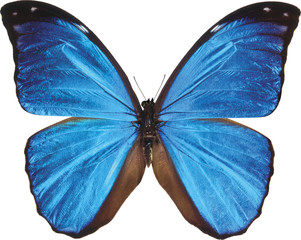 High resolution butterfly texture
