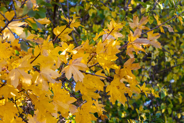 Bunte Blätter im Herbst an Bäumen und Sträuchern
