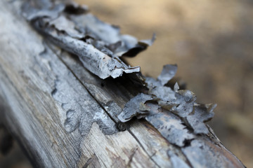 The dry pine trunk