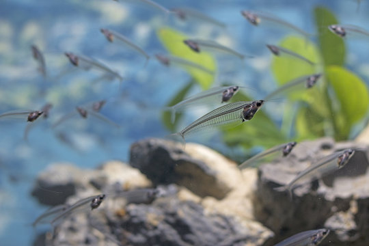 Kryptopterus bicirrhis in an aquarium.