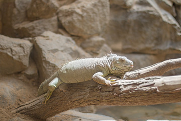 Large lizard on a branch.