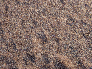 Shells on the beach. Fragment of a shell beach close-up.  Abstract summer background.