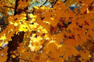 Yellow leaves on a sunny day.
