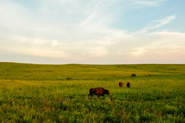 Buffalo in Oklahoma Sunset