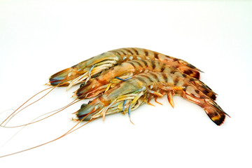 Raw tiger shrimps on white background
